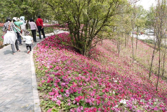 四季报春Primula obconica