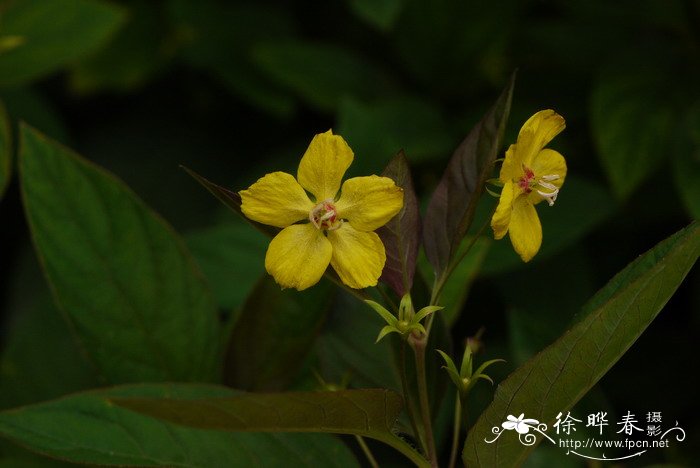 缘毛过路黄Lysimachia ciliata