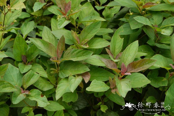 缘毛过路黄Lysimachia ciliata 缘毛过路黄Lysimachia ciliata