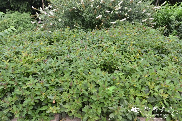 缘毛过路黄Lysimachia ciliata 缘毛过路黄Lysimachia ciliata