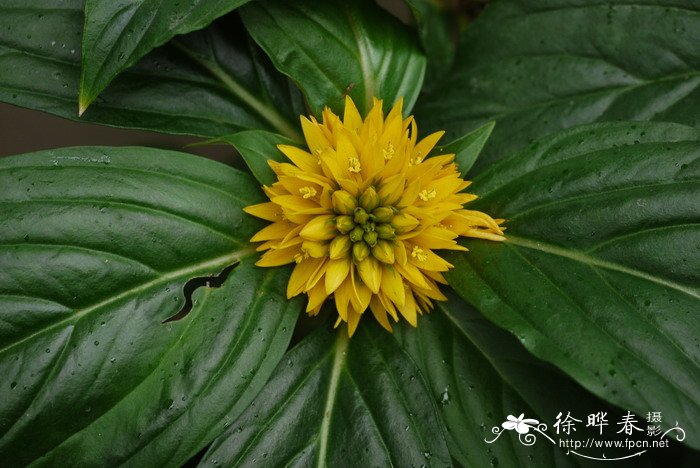 大叶过路黄Lysimachia fordiana 大叶过路黄Lysimachia fordiana