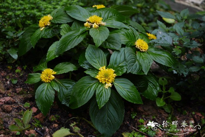 大叶过路黄Lysimachia fordiana 大叶过路黄Lysimachia fordiana