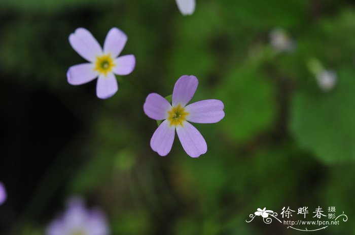 安徽羽叶报春Primula merrilliana