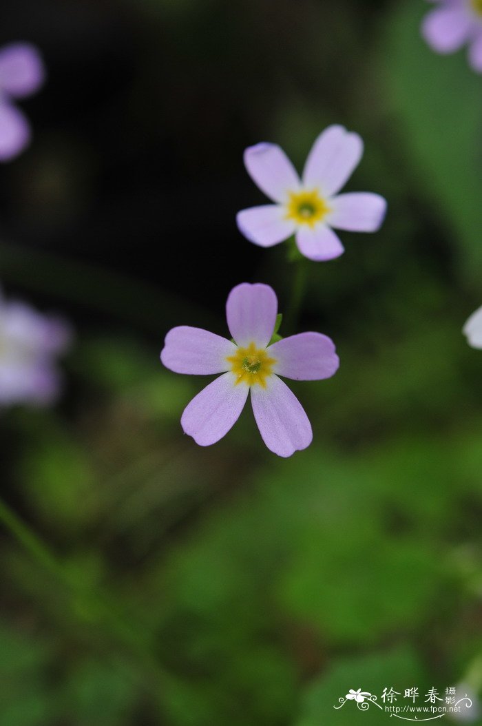 安徽羽叶报春Primula merrilliana