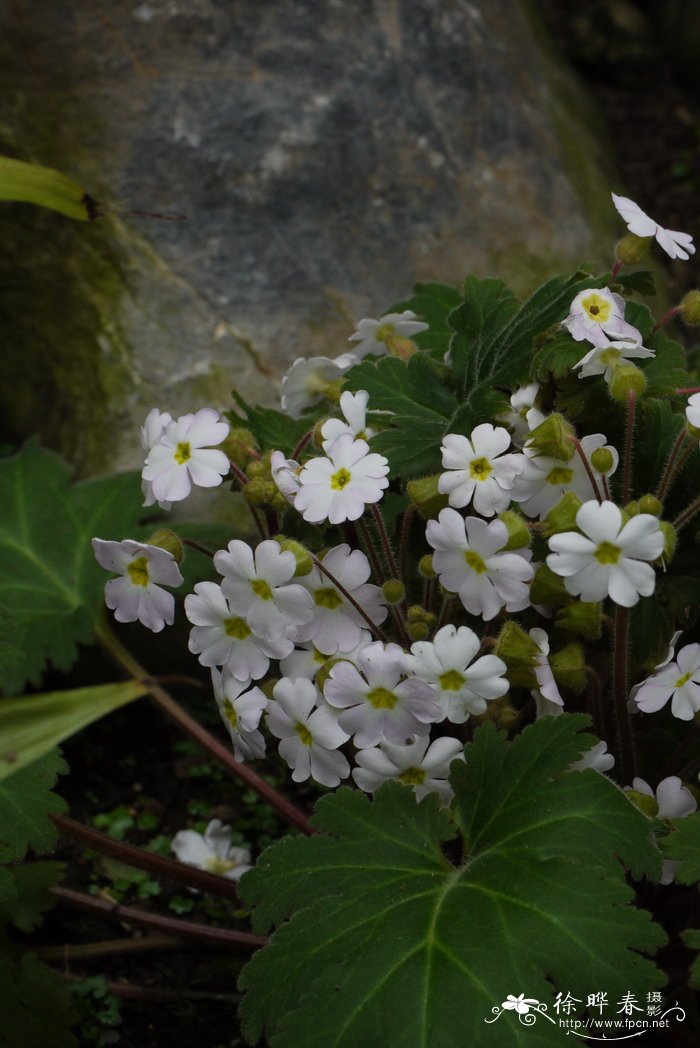 藏报春Primula sinensis