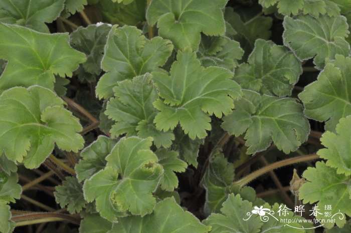 藏报春Primula sinensis 藏报春Primula sinensis