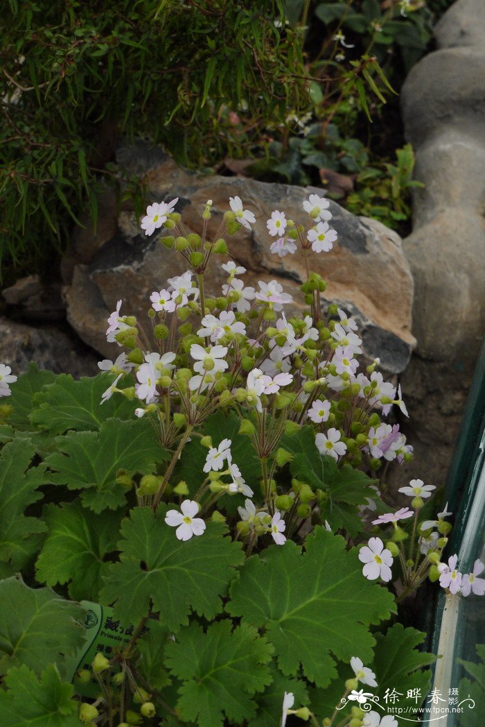 藏报春Primula sinensis 藏报春Primula sinensis