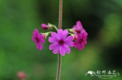 华柔毛报春Primula sinomollis