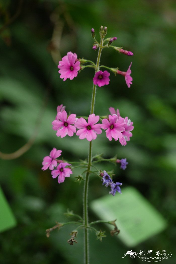 华柔毛报春Primula sinomollis