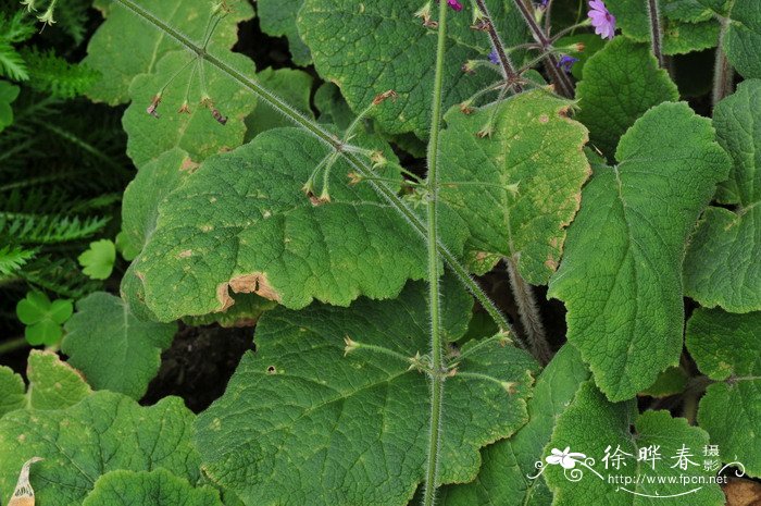 华柔毛报春Primula sinomollis 华柔毛报春Primula sinomollis