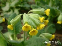 黄花九轮草Primula veris