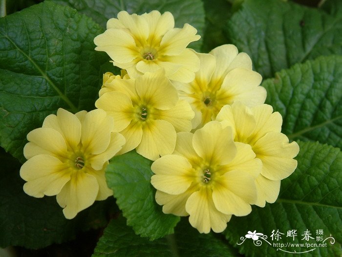 欧洲报春Primula vulgaris