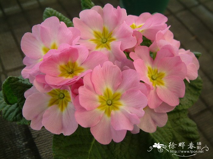 欧洲报春Primula vulgaris