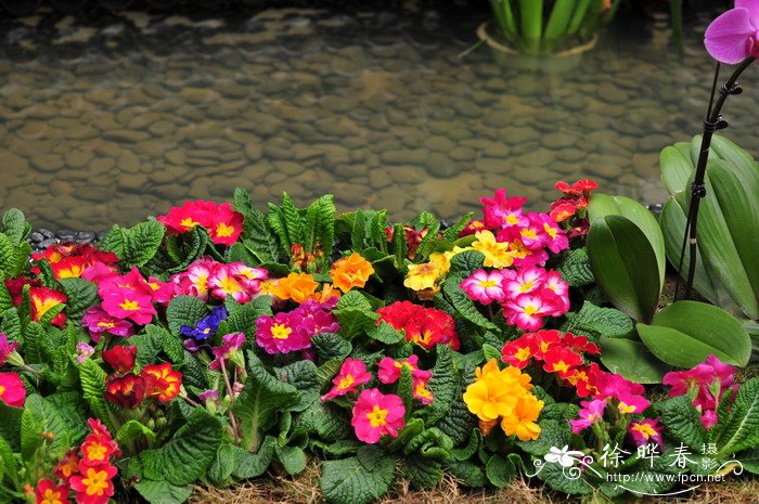 欧洲报春Primula vulgaris 欧洲报春Primula vulgaris