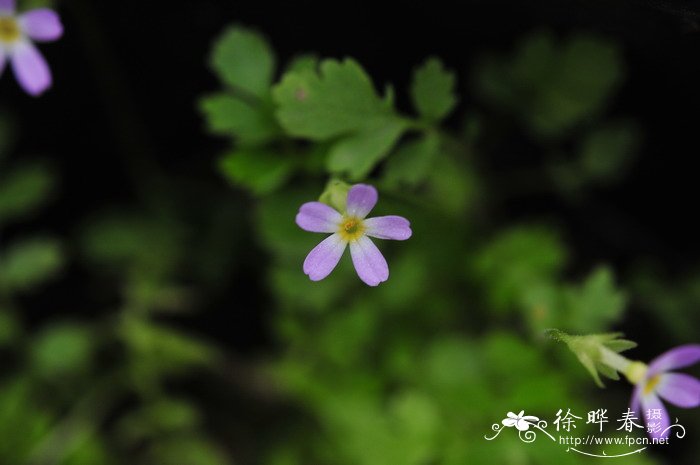 毛茛叶报春Primula cicutariifolia