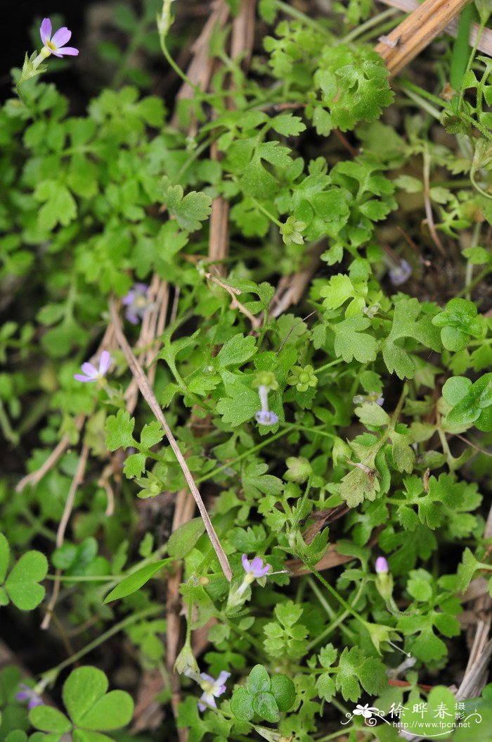 毛茛叶报春Primula cicutariifolia 毛茛叶报春Primula cicutariifolia