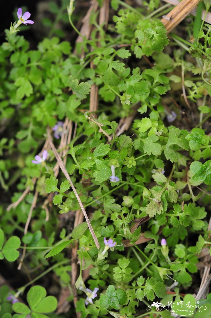 毛茛叶报春Primula cicutariifolia