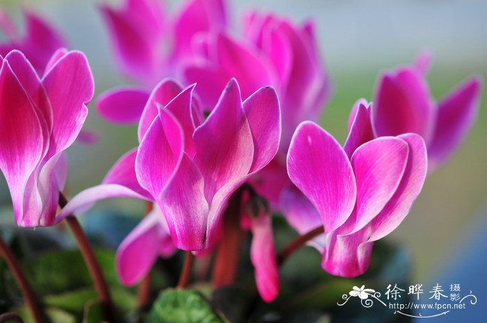 仙客来Cyclamen persicum 仙客来Cyclamen persicum