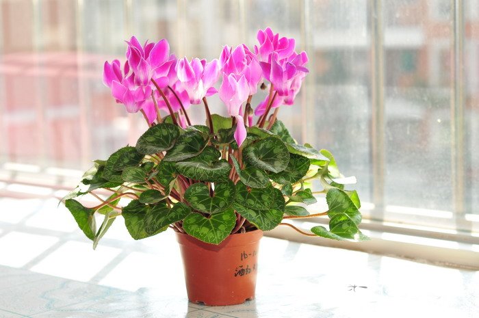 仙客来Cyclamen persicum 仙客来Cyclamen persicum