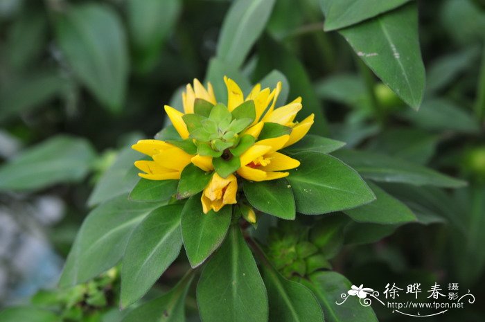 宜昌过路黄Lysimachia henryi 宜昌过路黄Lysimachia henryi