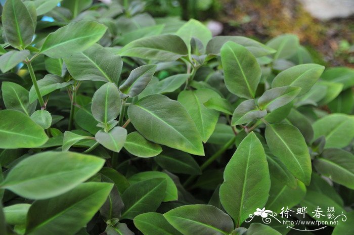 宜昌过路黄Lysimachia henryi 宜昌过路黄Lysimachia henryi