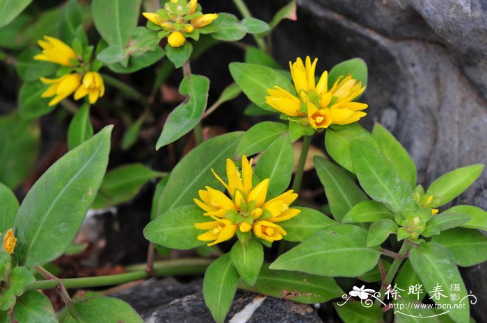 过路黄Lysimachia christiniae 过路黄Lysimachia christiniae