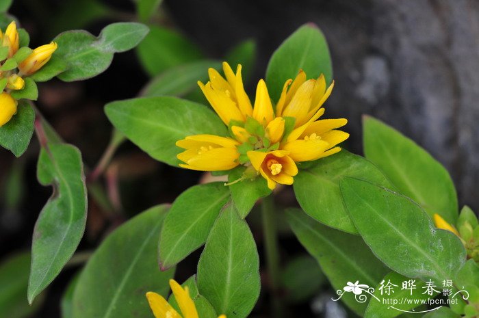 过路黄Lysimachia christiniae 过路黄Lysimachia christiniae