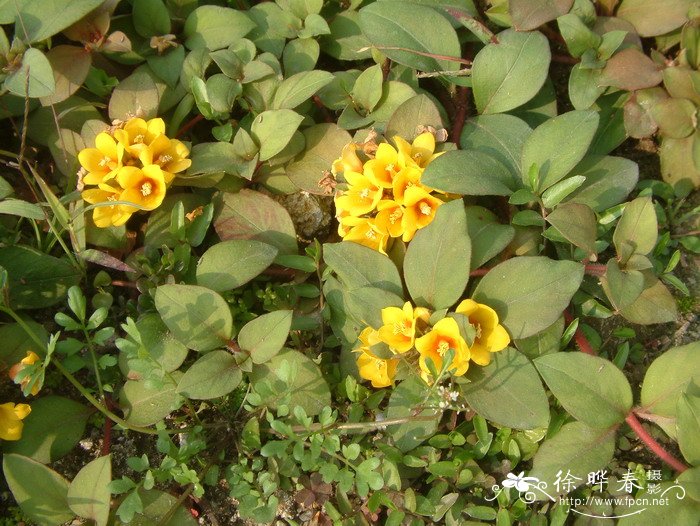 临时救Lysimachia congestiflora 临时救Lysimachia congestiflora