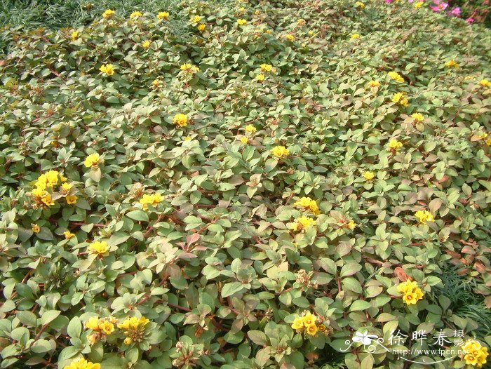 临时救Lysimachia congestiflora 临时救Lysimachia congestiflora
