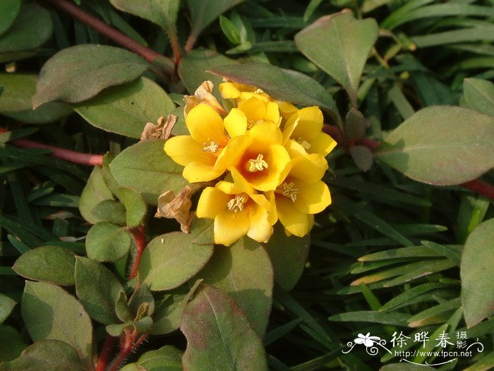 临时救Lysimachia congestiflora 临时救Lysimachia congestiflora