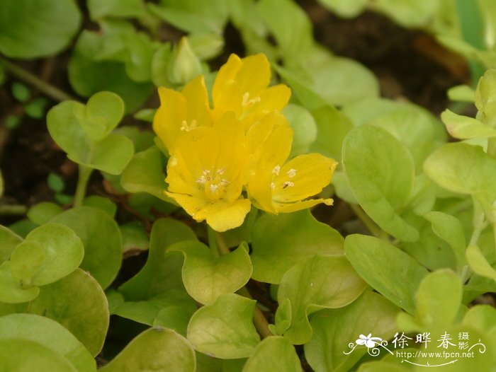 金叶过路黄Lysimachia nummularia ‘Aurea’ 金叶过路黄Lysimachia nummularia ‘Aurea’