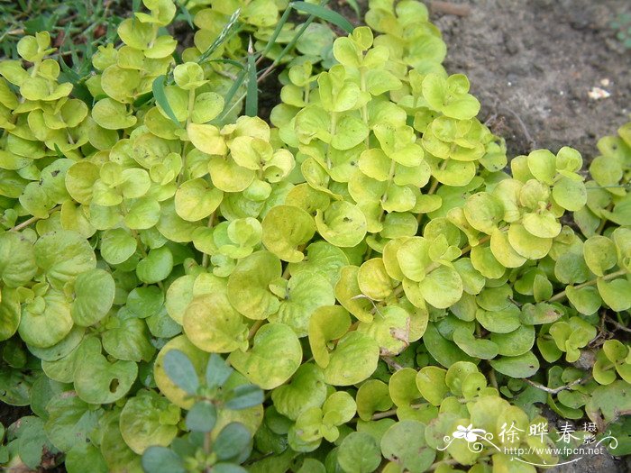 金叶过路黄Lysimachia nummularia ‘Aurea’ 金叶过路黄Lysimachia nummularia ‘Aurea’
