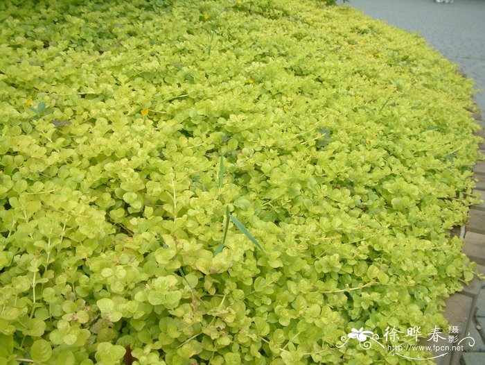金叶过路黄Lysimachia nummularia ‘Aurea’ 金叶过路黄Lysimachia nummularia ‘Aurea’