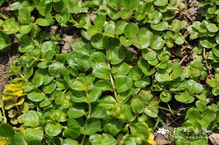 金钱草Lysimachia nummularia 金钱草Lysimachia nummularia