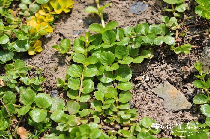 金钱草Lysimachia nummularia 金钱草Lysimachia nummularia
