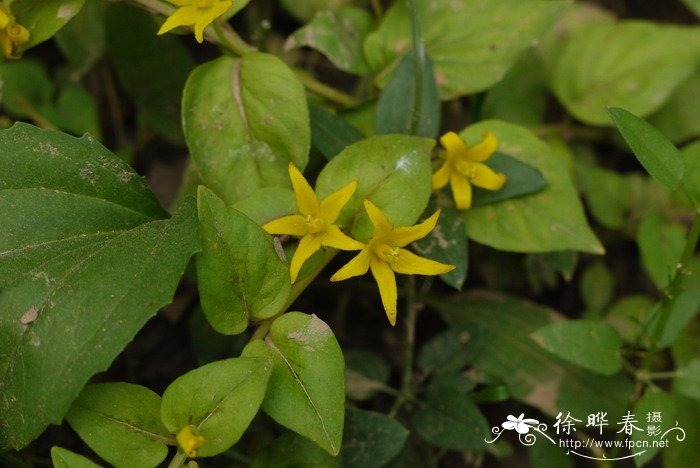 巴东过路黄Lysimachia patungensis 巴东过路黄Lysimachia patungensis