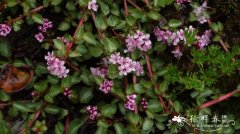 矮星宿菜Anagallis pumila