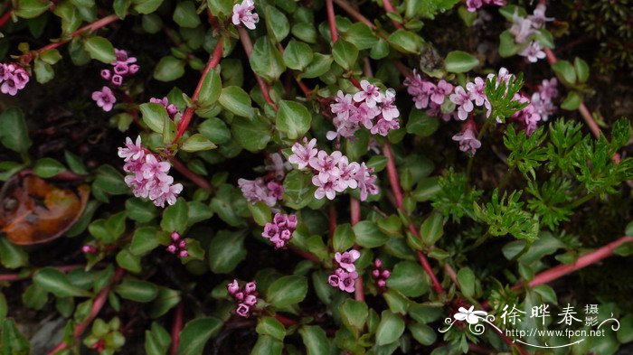 矮星宿菜Anagallis pumila 矮星宿菜Anagallis pumila