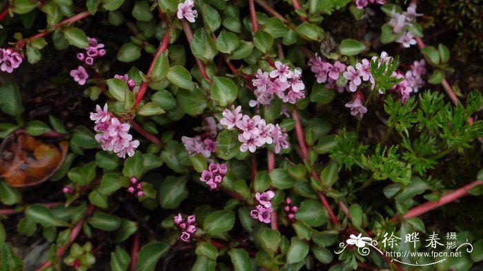 矮星宿菜Anagallis pumila