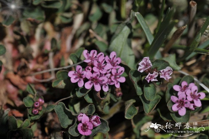 矮星宿菜Anagallis pumila 矮星宿菜Anagallis pumila