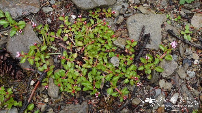 矮星宿菜Anagallis pumila 矮星宿菜Anagallis pumila