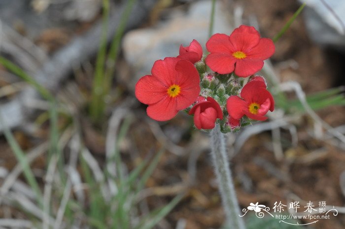 景天点地梅Androsace bulleyana 景天点地梅Androsace bulleyana