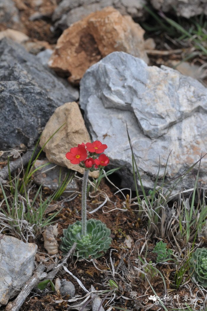 景天点地梅Androsace bulleyana 景天点地梅Androsace bulleyana