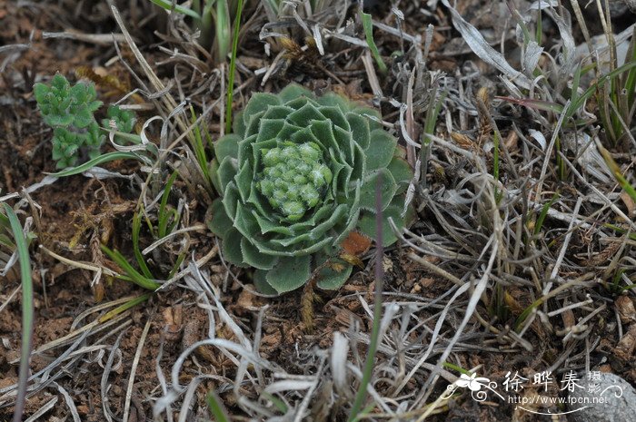 景天点地梅Androsace bulleyana 景天点地梅Androsace bulleyana