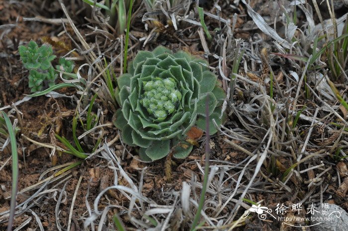 景天点地梅Androsace bulleyana