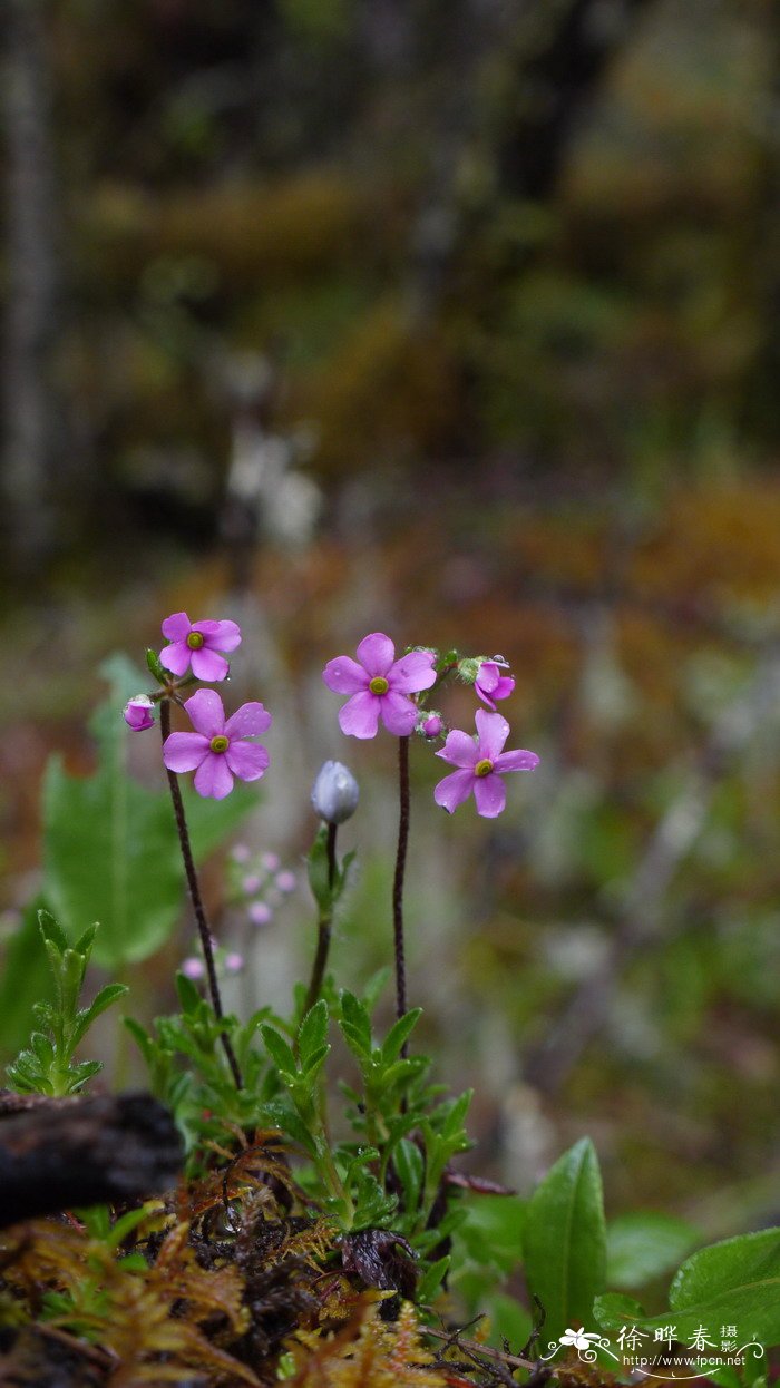 硬枝点地梅Androsace rigida