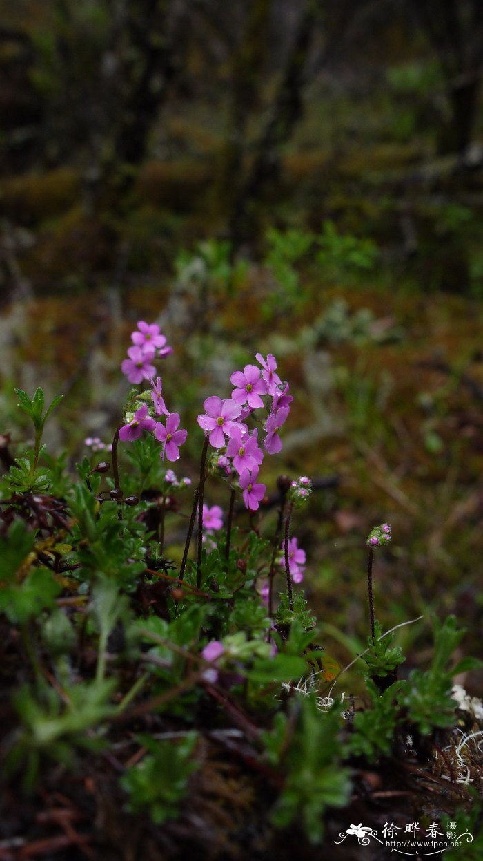 硬枝点地梅Androsace rigida 硬枝点地梅Androsace rigida