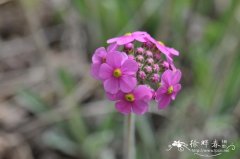 刺叶点地梅Androsace spinulifera