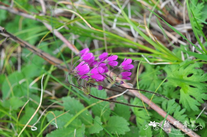 河北假报春Cortusa matthioli subsp. pekinensis 河北假报春Cortusa matthioli subsp. pekinensis
