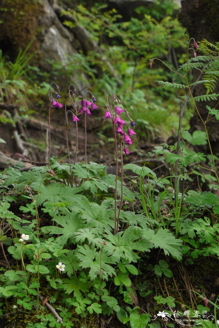 河北假报春Cortusa matthioli subsp. pekinensis 河北假报春Cortusa matthioli subsp. pekinensis